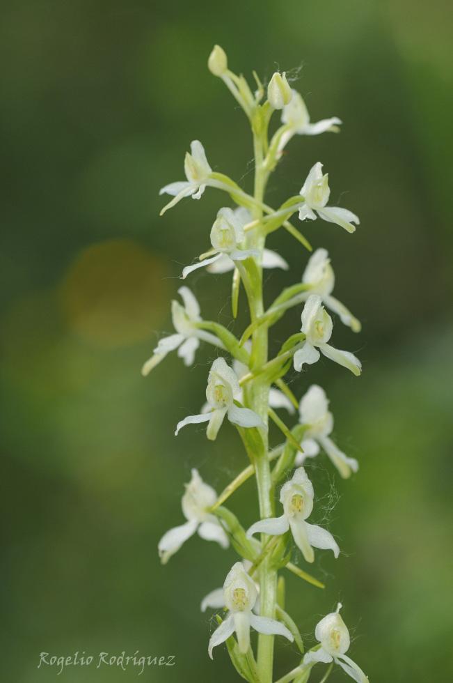 Imagen 19 de la galería de Orquideas